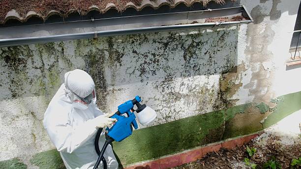 Top rated local Mold Cleanup specialists in Knoxville, MD
